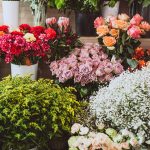 Official Opening Stand (FREE DESIGN)